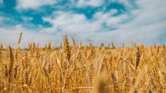 Grain TCM