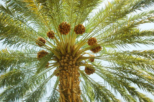 The date palm – a life-giver in the desert landscape