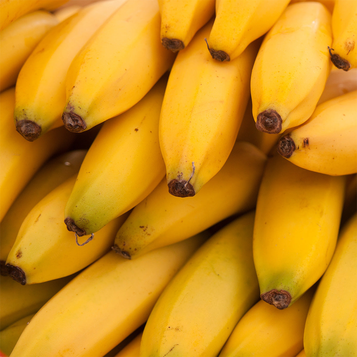 Eine Nahaufnahme eines Bündels reifer gelber Bananen, die übereinander gestapelt sind.